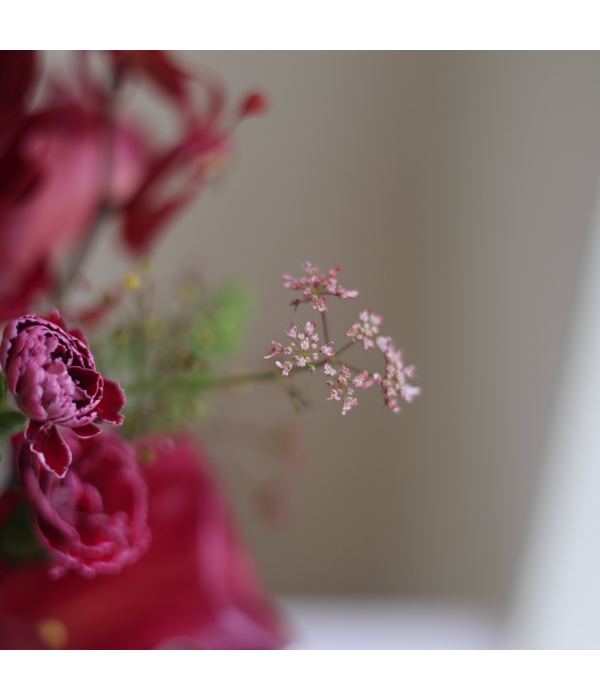 Crave Bloom