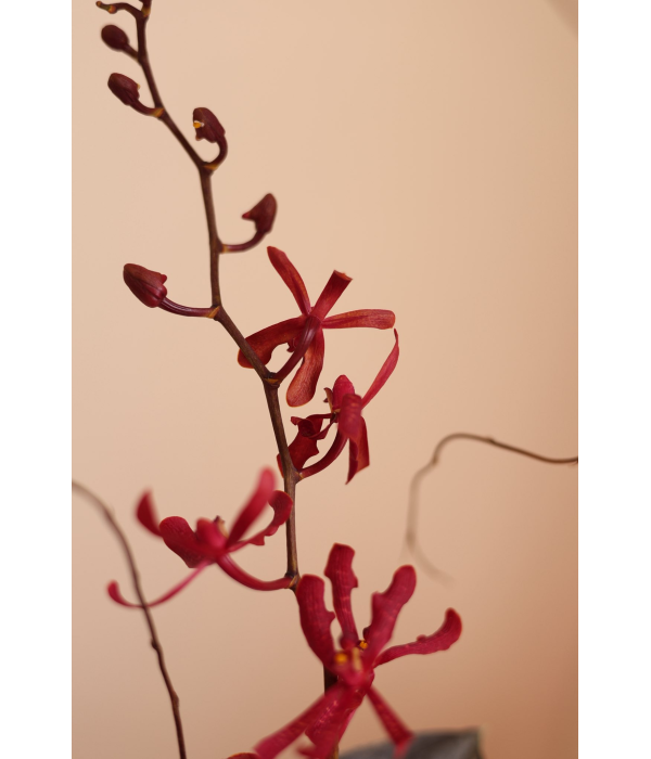 Vermilion Oath