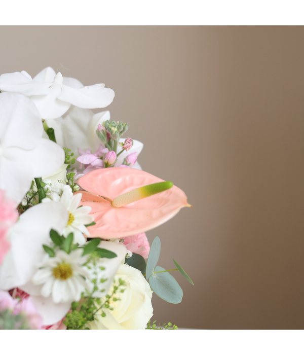 Nova Lune