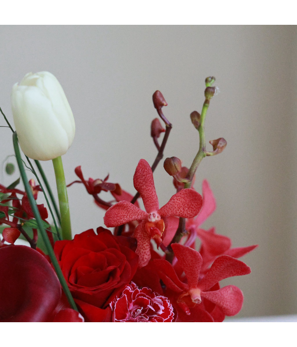 Freesia