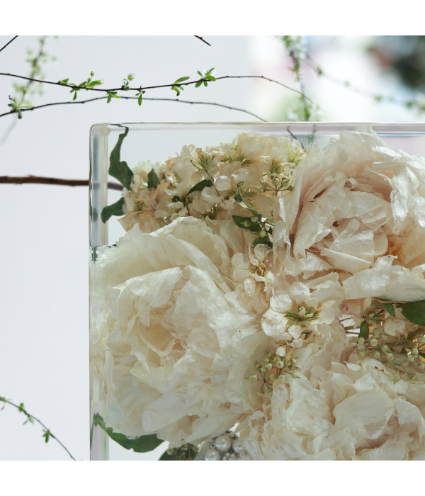 Hoa  Peony 