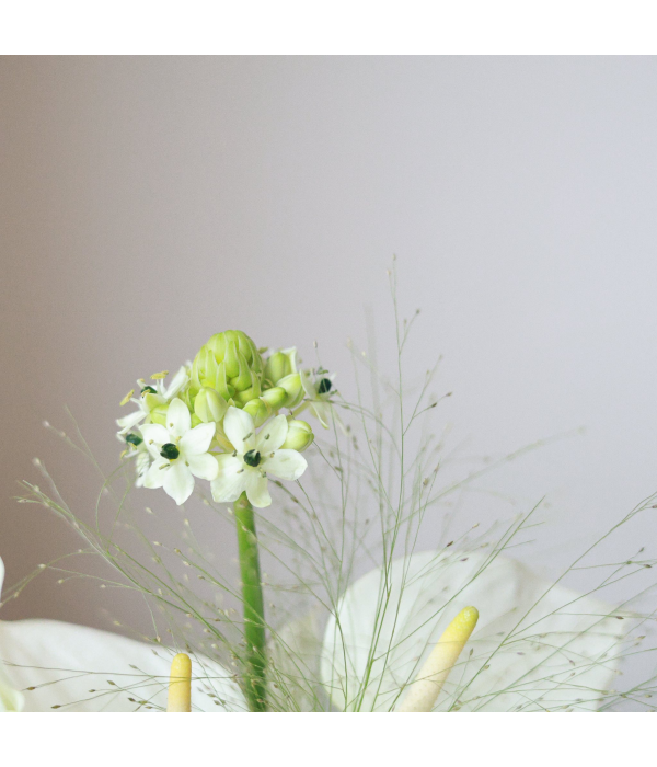 Chrysanthemum