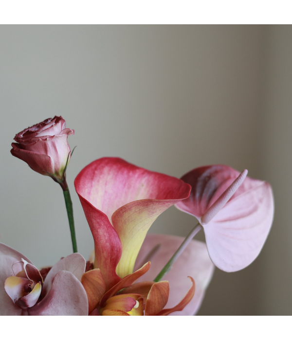 Hellebore